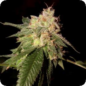 OG Kush Feminised Seeds OG Kush Feminised Seeds