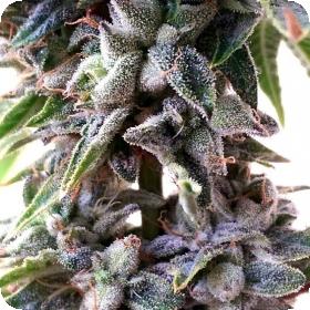 OG Strawberry Star Killer Regular Seeds OG Strawberry Star Killer Regular Seeds