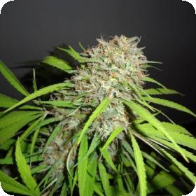 Original Skunk Express AUTO Feminised Seeds