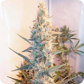 Outdoor Grapefruit Feminised Seeds Outdoor Grapefruit Feminised Seeds