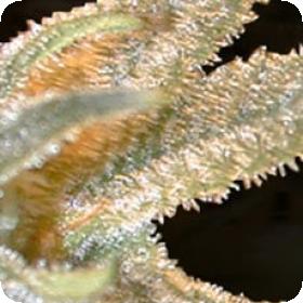 Pakistan Valley Regular Seeds Pakistan Valley Regular Seeds