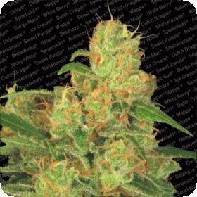 Acid Auto Feminised Seeds Acid Auto Feminised Seeds