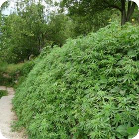 Parvati Jungli Regular Seeds Parvati Jungli Regular Seeds