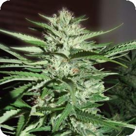Pineapple Express Feminised Seeds Pineapple Express Feminised Seeds