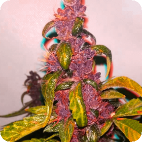 Pink Kush CBD 30:1 Auto Feminised Seeds
