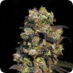 Pink Plant Feminised Seeds Pink Plant Feminised Seeds