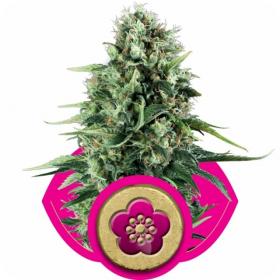 Power Flower Feminised Seeds Power Flower Feminised Seeds