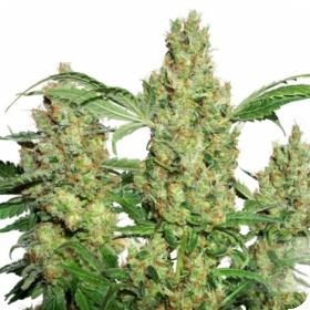 Power Plant Regular Seeds Power Plant Regular Seeds