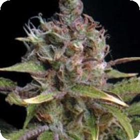 Power Africa Feminised Seeds Power Africa Feminised Seeds