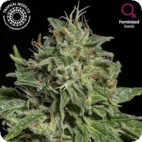 Purple Nurple Feminised Seeds (Limited Edition) Purple Nurple Feminised Seeds (Limited Edition)