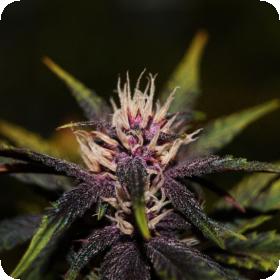 Purplediol CBD Auto Feminised Seeds Purplediol CBD Auto Feminised Seeds