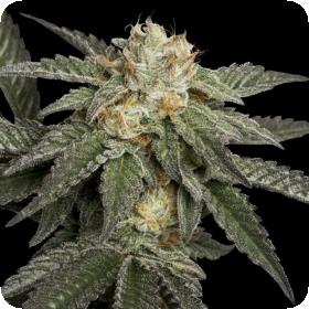 ReCon Feminised Seeds ReCon Feminised Seeds