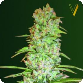 Red Russian XXL Feminised Seeds