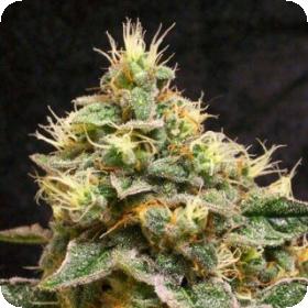 Confidential Cheese Feminised Seeds Confidential Cheese Feminised Seeds