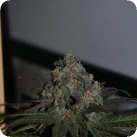 Purple Wreck Feminised Seeds Purple Wreck Feminised Seeds
