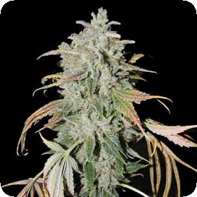 Secret Recipe Regular Seeds Secret Recipe Regular Seeds