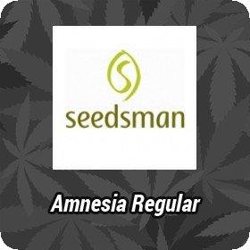 Amnesia Regular Seeds Amnesia Regular Seeds