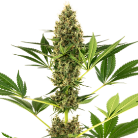 Sensi #219 Auto Feminised Seeds (Kush x Hindu Kush Auto) Seeds Sensi #219 Auto Feminised Seeds (Kush x Hindu Kush Auto) Seeds