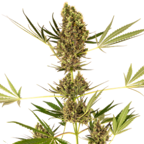 Sensi #41 CBD Auto Feminised Seeds (Swiss Dream x Skunk #1 Auto) Seeds Sensi #41 CBD Auto Feminised Seeds (Swiss Dream x Skunk #1 Auto) Seeds