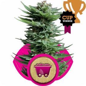 Shining Silver Haze Feminised Seeds Shining Silver Haze Feminised Seeds