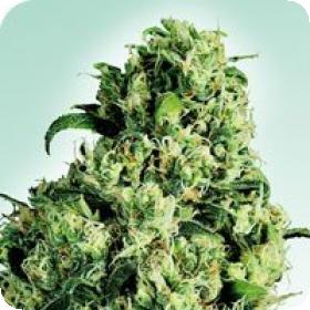 Sensi Skunk AUTO Feminised Seeds Sensi Skunk AUTO Feminised Seeds