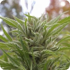 Snowfire Isis Kush Regular Seeds Snowfire Isis Kush Regular Seeds