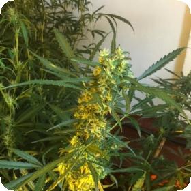 Somango x SCBDX Feminised Seeds