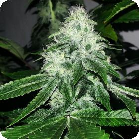 Sour Diesel Regular Seeds Sour Diesel Regular Seeds