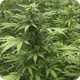 Sour Diesel x SCBDX Feminised Seeds