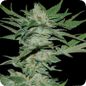 Sour Krypt Regular Seeds - Limited Collection Sour Krypt Regular Seeds - Limited Collection