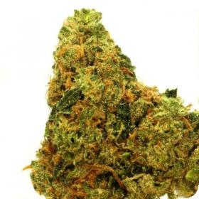 Sour Lemon OG Feminised Seeds Sour Lemon OG Feminised Seeds