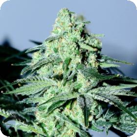 Sour Patch Kiss Regular Seeds Sour Patch Kiss Regular Seeds