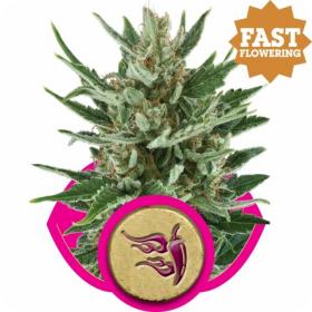 Speedy Chile FAST VERSION Feminised Seeds Speedy Chile FAST VERSION Feminised Seeds