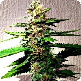 Strawberry Diesel Dojo Regular Seeds Strawberry Diesel Dojo Regular Seeds