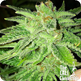 Strawberry OG Feminised Seeds Strawberry OG Feminised Seeds