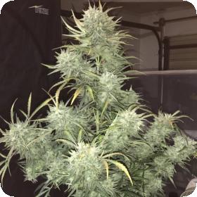 Strong Stuff Auto Feminised Seeds Strong Stuff Auto Feminised Seeds