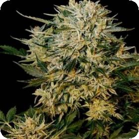 Sugar GOM Auto Feminised Seeds Sugar GOM Auto Feminised Seeds