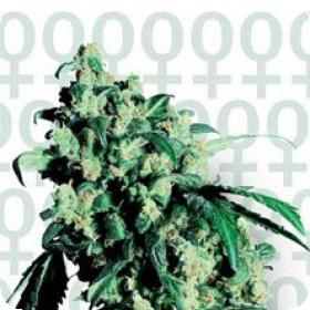 Super Skunk Feminised Seeds Super Skunk Feminised Seeds