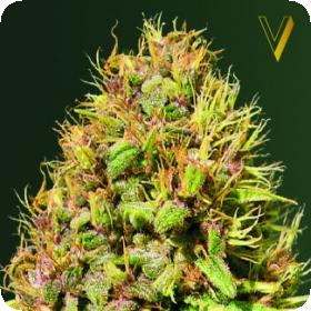 Super Mazar Feminised Seeds