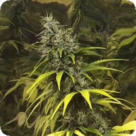 Super Silver Haze Regular Seeds Super Silver Haze Regular Seeds