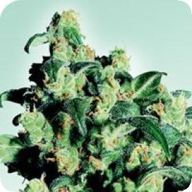 Super Skunk Regular Seeds Super Skunk Regular Seeds