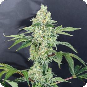 Tangerine Cookies Regular Seeds Tangerine Cookies Regular Seeds