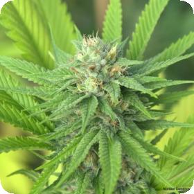 The Mission Regular Seeds