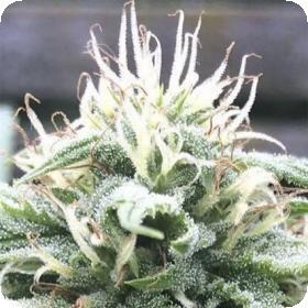 The White Star Regular Seeds The White Star Regular Seeds