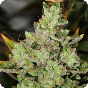 Venom OG Regular Seeds