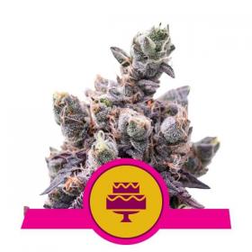 Wedding Gelato Feminised Seeds Wedding Gelato Feminised Seeds