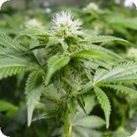 White Widow Feminised Seeds White Widow Feminised Seeds