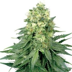 White Widow Feminised Seeds