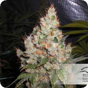 White Widow Regular Seeds White Widow Regular Seeds
