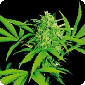 Wild Thailand Feminised Seeds Wild Thailand Feminised Seeds